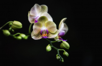 Orchids_in_Bloom_DawnDingee.jpg