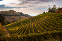 Piemonte_Vineyards_in_Fall_Andres_Valdespino.jpg