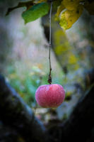 Solitary_Apple__Andres_Valdesino.jpg