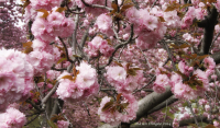 Cherry_Blossoms_DawnDingee.jpg