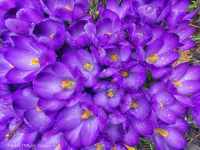 Crocuses_DawnDingee.jpg