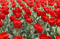 Tulips_DawnDingee.jpg