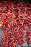 DSCF9231.jpg