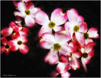 Dogwood_DawnDingee.jpg