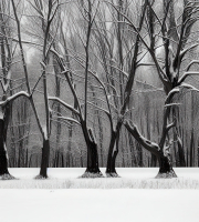 Asked_AI__field_trees_snow_landscape_photographer.jpg
