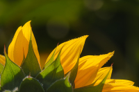 DSCF7953.jpg