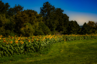DSCF7995.jpg