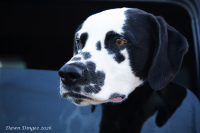 Dalmation_in_the_Window.jpg