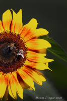 Sunflower_and_Bees.jpg
