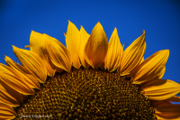 Sunflower_by_Half.jpg