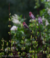 Birds_in_the_Backyard_DawnDingee.jpg