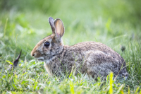 Bunny_DawnDingee.jpg