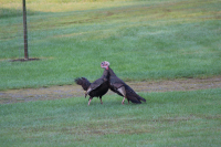 IMG_4261.jpeg