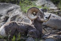 Big_Horn_Sheep_DawnDingee.jpg