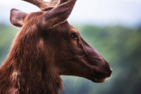 Elk_DawnDingee.jpg