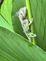 Green_Gekko_-_Pamela_Peeters.jpg