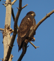 IMG_3228_3.jpeg