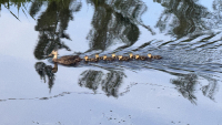 Mirrored_Family_-_Pamela_Peeters.jpg