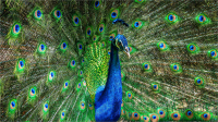 Peacock_display_by_Bert_Schmitz.jpg