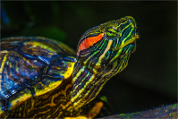 Red-eared_slider_turtle_by_Bert_Schmitz.jpg