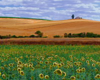 Spanish_Plains__Silloo_Peters-Marshall.jpeg