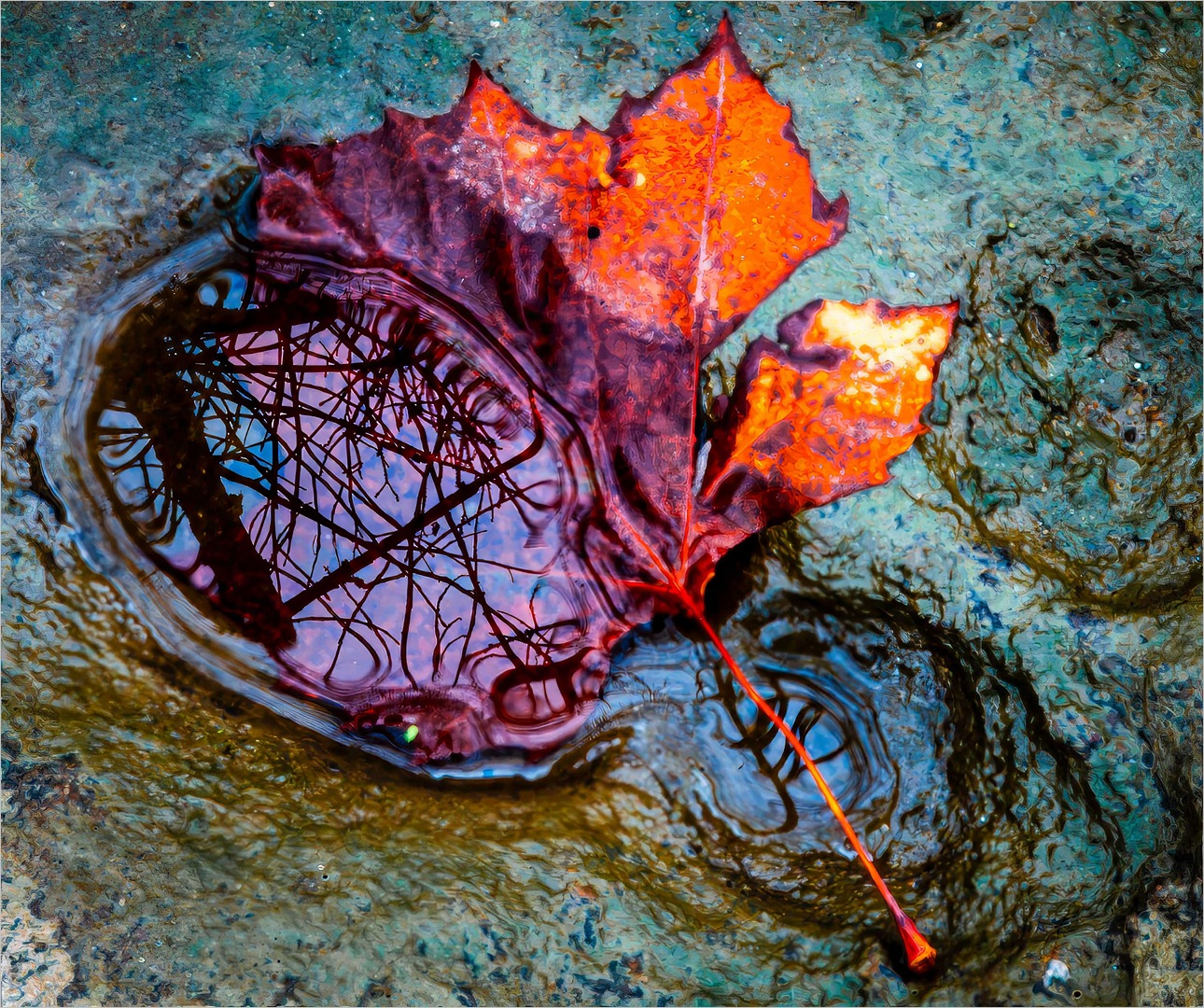Fall reflection
