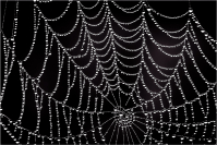 Spider_Art_by_Bert_Schmitz.jpg