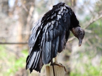 Aching_Back2C_Vulture_Rehab_j_gott.JPG