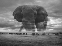 Amboseli_Guardian_Neil_Nourse.jpg
