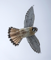 AmericanKestrel_A_Kearney_DSC_8661.jpg