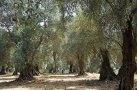 Ancient-Olive-trees2C-Italy-reduced.jpg