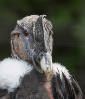 Andean_Condor_DDingee.jpg