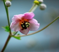 Anemone_Dive_j_gott_-_Version_2.JPG