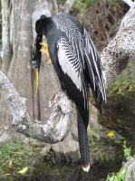 Anhinga_in_Breeding_Colors.jpg