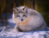 ArcticFox.jpg