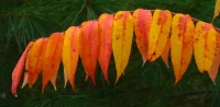 Autumn_Colors.jpg