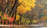 Autumn_Roadside_Reflection.jpg