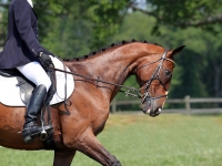 BWilcox-_Dressage.jpg