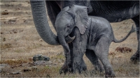 Baby_Elephant.jpg