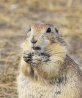 Badlands_Prarie_Dog_DDingee.jpg