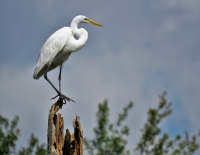 Balancing_Egret_JRossman.jpg