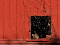 Barn_Cat_JRossman.jpg