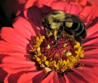 Bee_On_Zinnia_JRossman.jpg