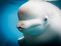Beluga_Whale.jpg