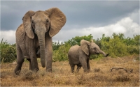 Bert_Schmitz_-_African_Elephants.jpg