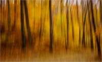 Bert_Schmitz_-_Autumn_Woods.jpg