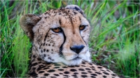 Bert_Schmitz_-_Cheetah_up_close.jpg