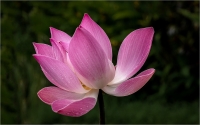 Bert_Schmitz_-_Lotus_Flower.jpg