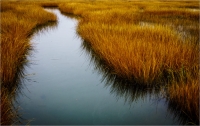 Bert_Schmitz_-_Tidal_Salt_Marsh.jpg