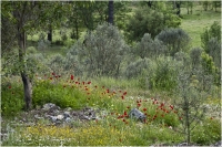 Bert_Schmitz_Wild_Poppies.jpg